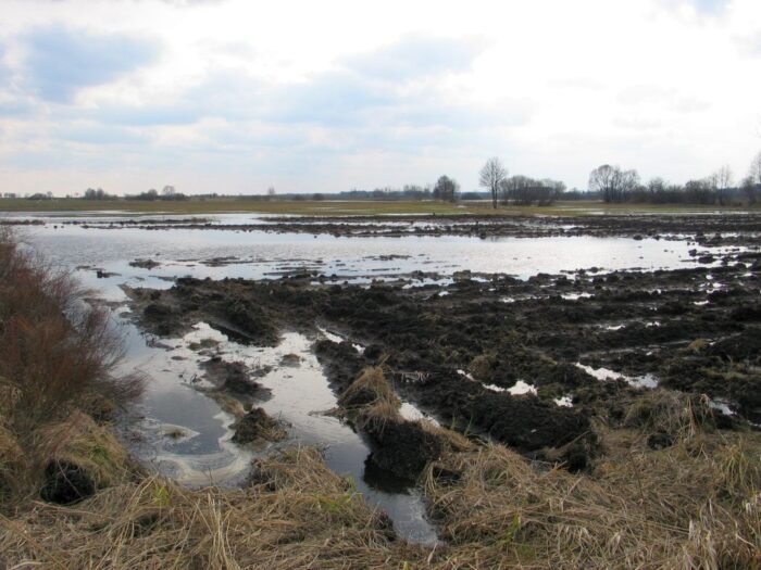 susza, Kalifornia, Stany Zjednoczone