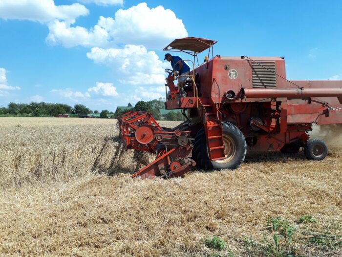 plony pszenicy, grad obniżył plony, technologia uprawy pszenicy, zbiór pszenicy w Sahryniu