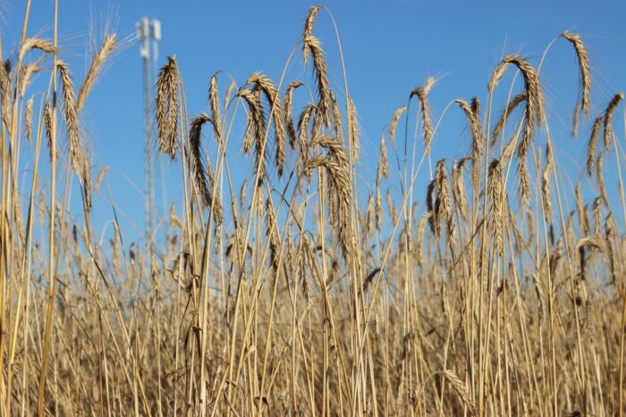zboże, pszenica, ceny zbóż