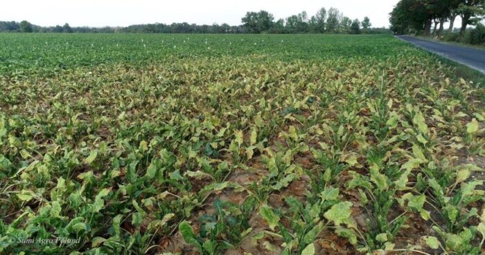 przędziorek chmielowiec, objawy żerowania przędziorka chmielowca, zwalczanie przędziorka chmielowca, IOR, burak cukrowy