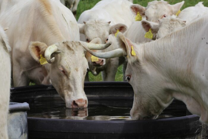 wypadki w rolnictwie, krus, Kasa Rolniczego Ubezpieczenia Społecznego