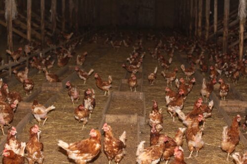 salmonella u kur, hodowla drobiu, Główny Lekarz Weterynarii , Bogdan Konopka.