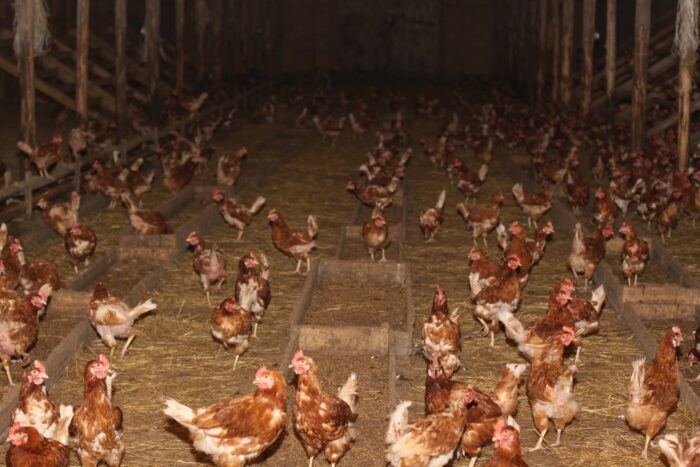 salmonella u kur, hodowla drobiu, Główny Lekarz Weterynarii , Bogdan Konopka.