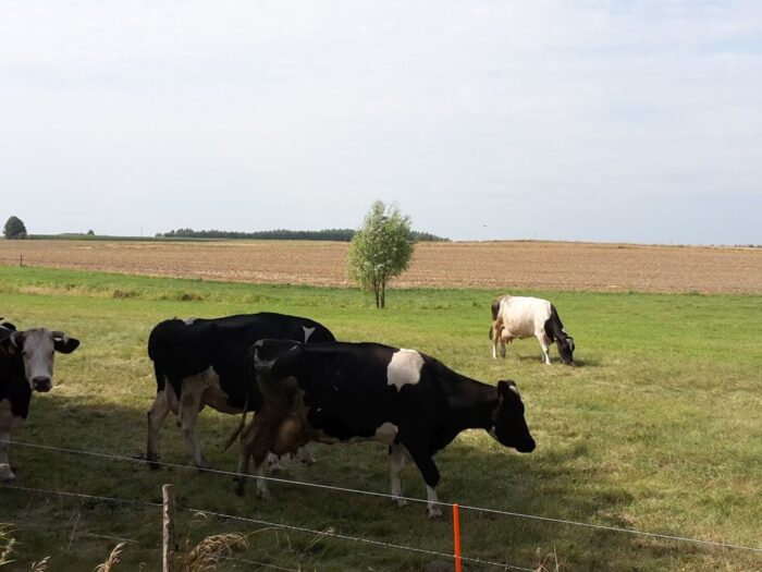 brazylia, ekport mięsa, wołowina, drób