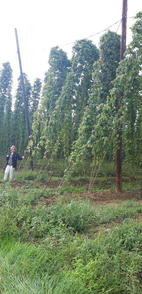 Urszula Skomra, chmielnik, chmiel