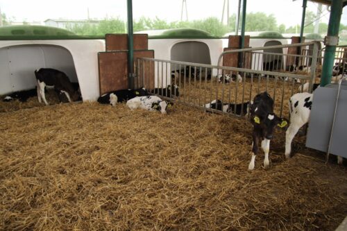 ubój na własne potrzeby, ubój zawodowy, ubój zwierząt, ministerstwo rolnictwa