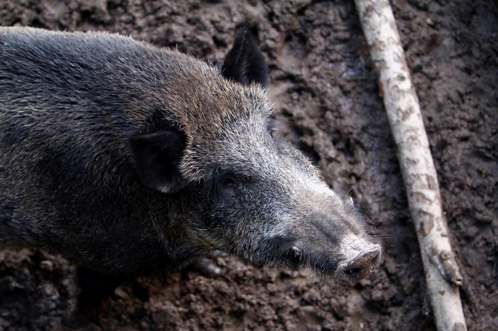 myśliwi, dziki, odstrzał sanitarny dzików, KZP-TCH POLPIG, żywność, asf, wirus asf, trzoda chlewna