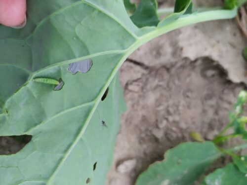 szkodniki rzepaku ozimego, IOR w Winnej Górze, mszyca brzoskwiniowa, pchełka rzepakowa
