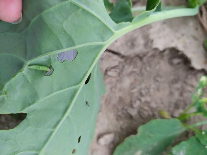 szkodniki rzepaku ozimego, IOR w Winnej Górze, mszyca brzoskwiniowa, pchełka rzepakowa