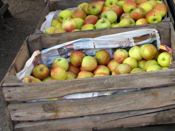 owoce, zbiory owoców, jabłka, Eberhard Makosz, Towarzystwo Rozwoju Sadów Karłowatych