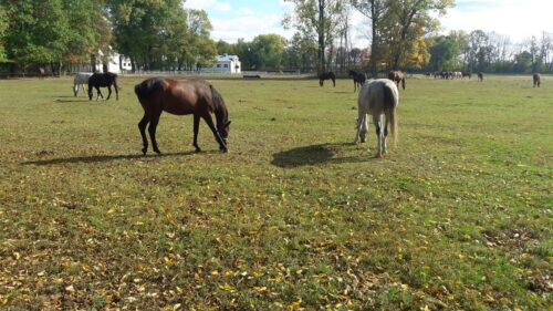 stadnina w Janowie Podlaskim, hodowla koni arabskich, michałów, krzysztof jurgiel