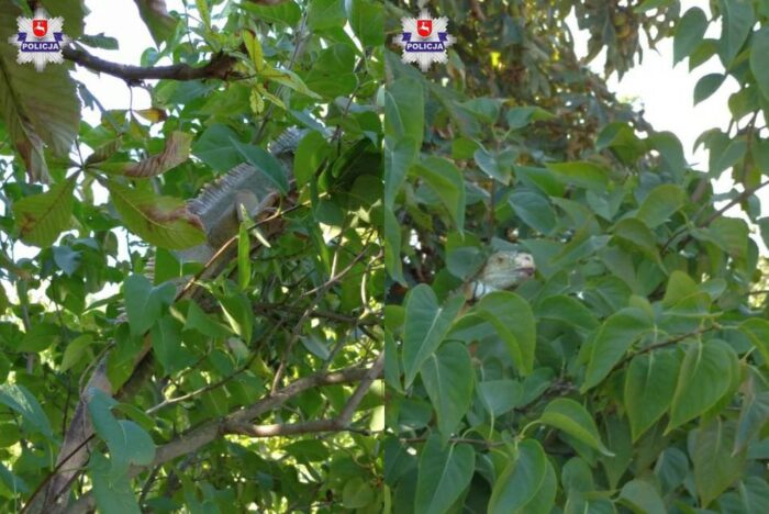 gminy Chodel , powiat opolski, legwan, uprawa malin