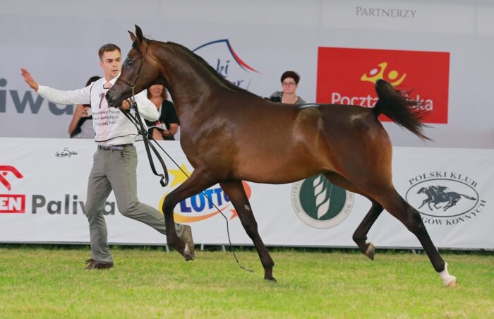 konie, ubezpieczenie konia, koń, ubezpiecz konia, Concordia Ubezpieczenia