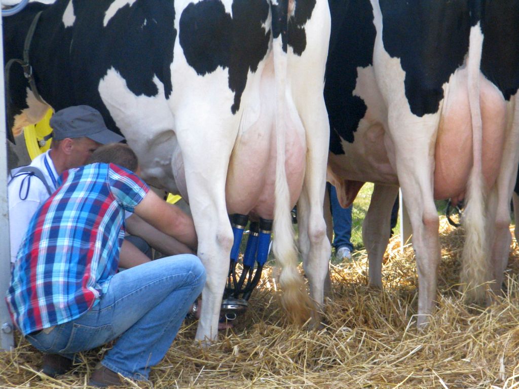 produkcja zwierzęca, produkcja mleka, jaja konsumpcyjne, gus