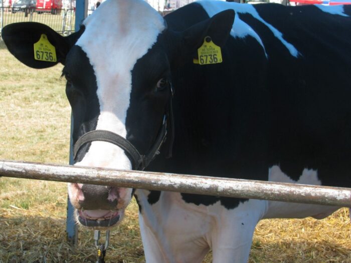 hodowla ziwerząt futerkowych,  piątka dla zwierząt, ustawa o ochronie zwierząt, Patryk Wachowiec