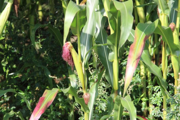 kukurydza, robot polowy, ncbr