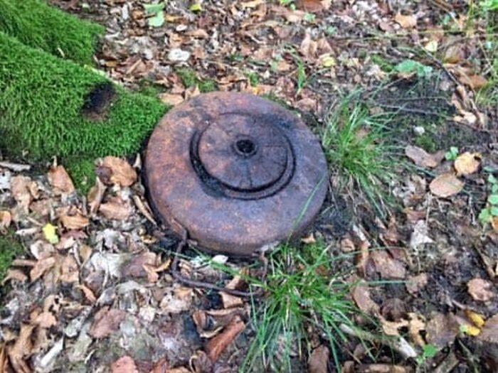 las, ściółka, pożary lasów, susza