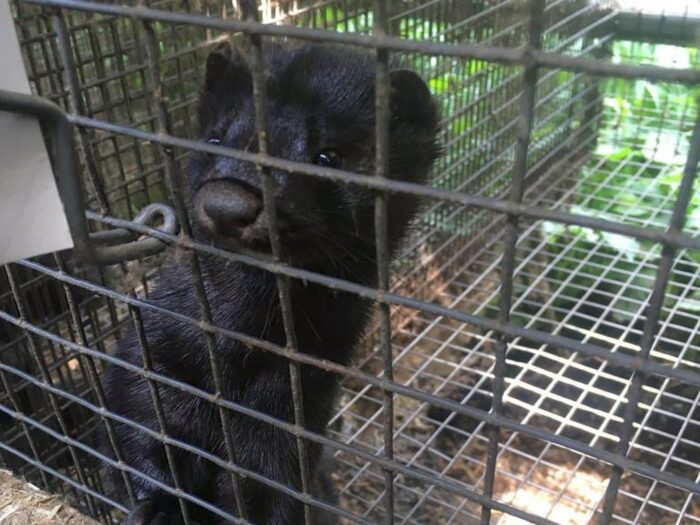 ustawa o ochronie zwierząt, zwierzęta futerkowe, ubój rytualny