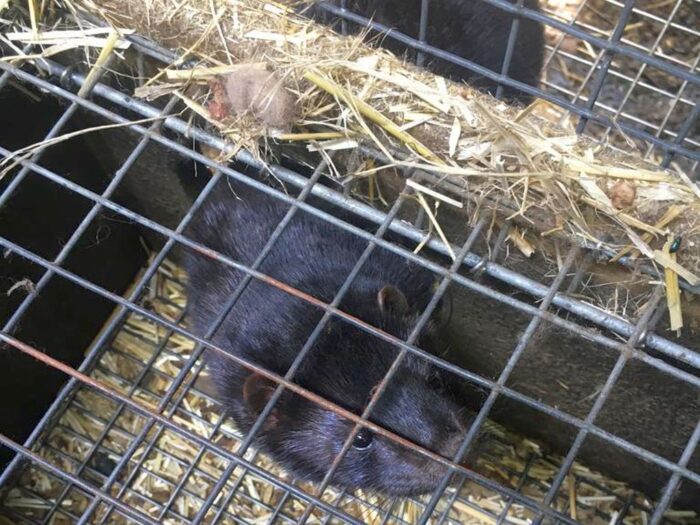 fermy norek, hodowla norek, holandia, koronawirus