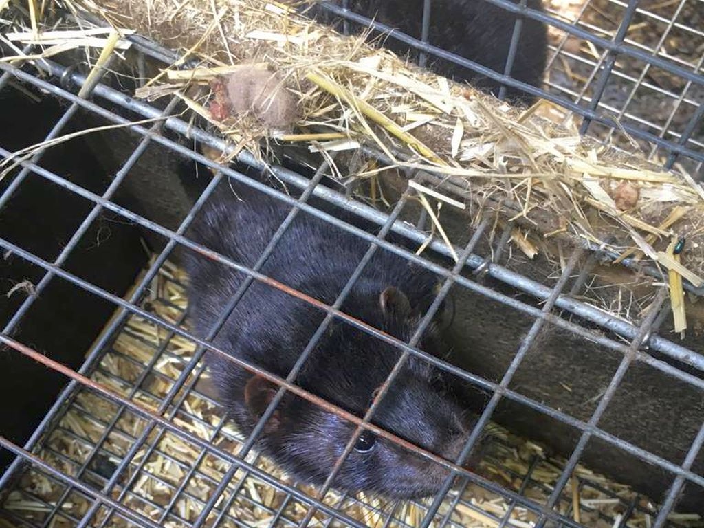 fermy norek, hodowla norek, holandia, koronawirus