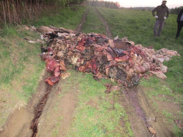 szczątki zwierzęce na drodze, Barcice, powiat nowosądecki