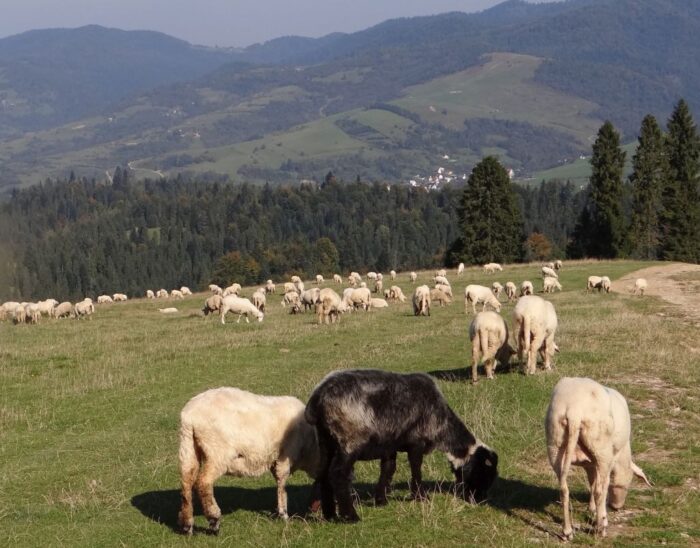 mieso kozie, mięso owcze, kontyngent taryfowy