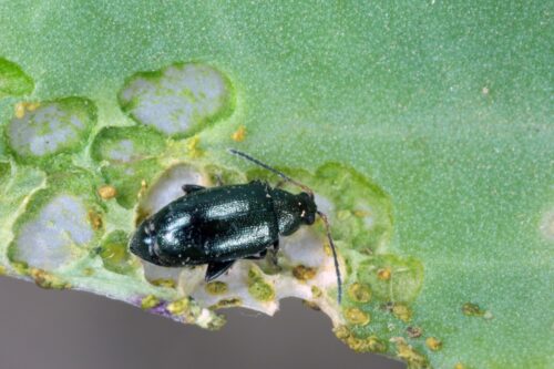 pchełka ziemna, pchełka rzepakowa, objawy żerowania pchełek, zwalczanie pchełek w rzepaku ozimym, IOR-PIB, pyretroidy