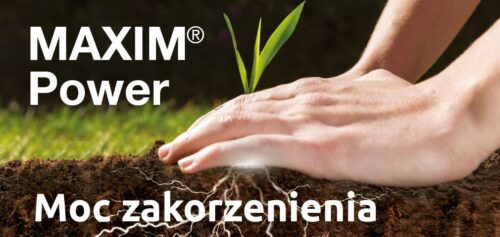zaprawa Maxim Power, Syngenta Polska, zaprawa nasienna, sedaksan, zaprawa zbożowa