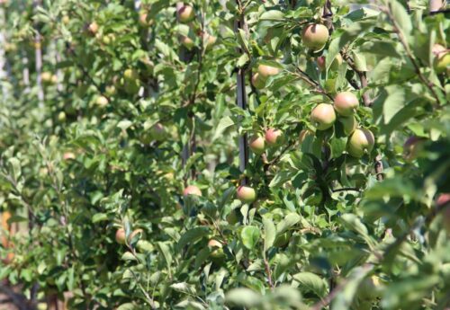 parch jabłoni, owoce, sad, sadownictwo, owoce, ochrona jabłoni,