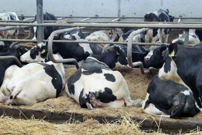 Actisan 360, Timac Agro, bydło, trzoda chlewna, ściółka, słoma, higiena, właściwości osuszające, amoniak