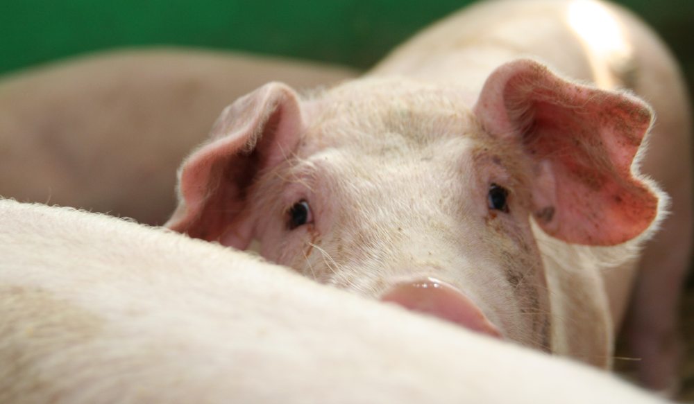 Krajowy Związek Pracodawców-Producentów Trzody Chlewnej, marian kapłon, produkcja trzody chlewnej