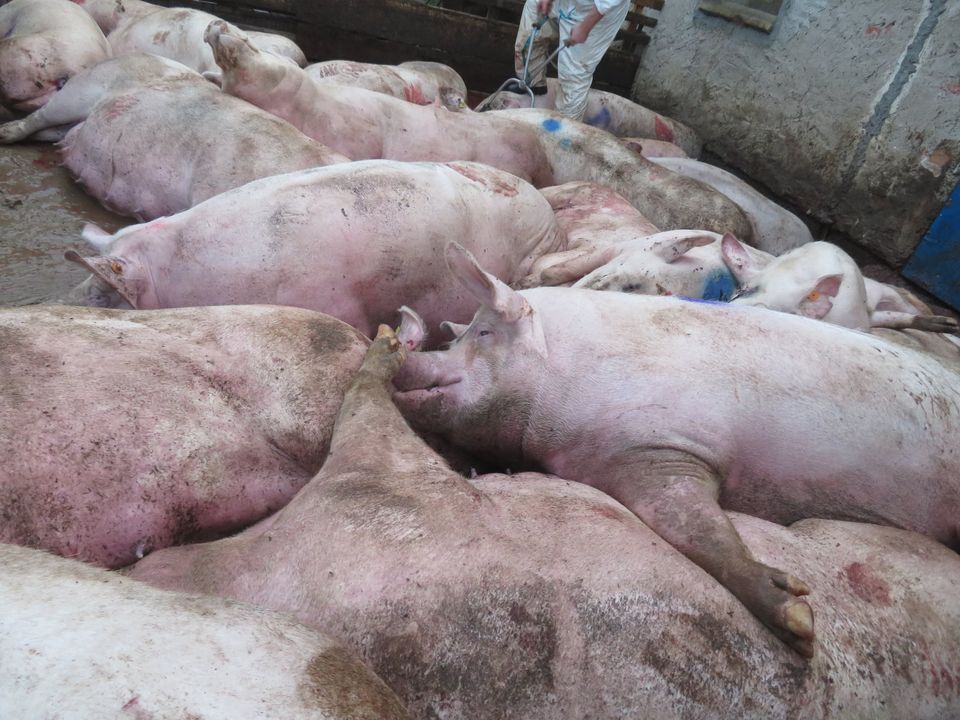 walka z asf w polsce, wybijanie stad świń, odstrzał dzików, ustawa o ochronie zwierząt