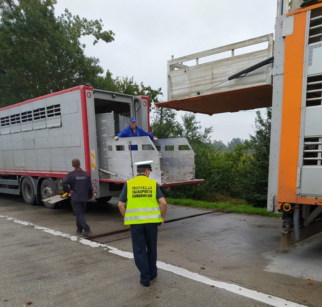 Instytut Ekonomiki Rolnictwa i Gospodarki Żywnościowej, poglowie świń w polsce, trzoda chlewna