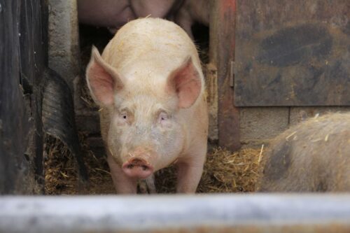 cena tuczników, trzoda chlewna, żywiec wieprzowy, produkcja tuczników