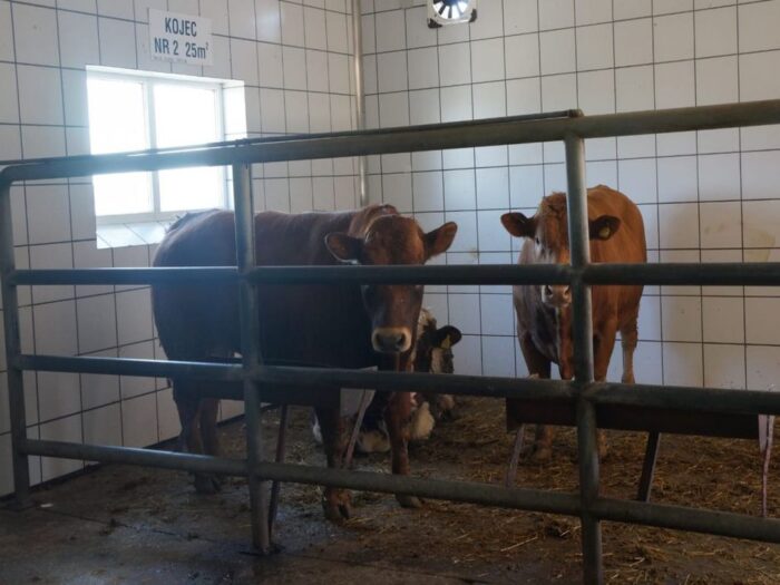 piątka dla zwierząt, ustawa o ochronie zwierząt, ubój rytualny, zwierzęta futerkowe, eksport mięsa