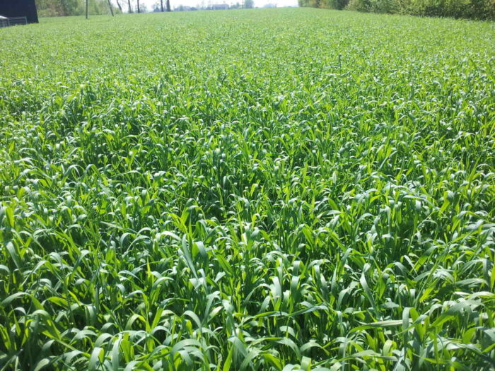 ubezpieczenie upraw, dopłata do składek ubezpieczenia, grad, wiosenne przymrozki, susza rolna, jan krzysztof ardanowski