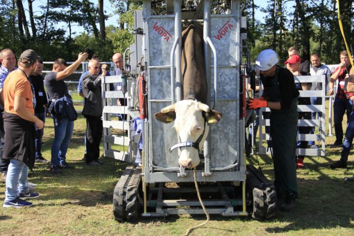 korekcja racic, dobrostan krów, prezentacja poskromów Wopa, szkolenie,