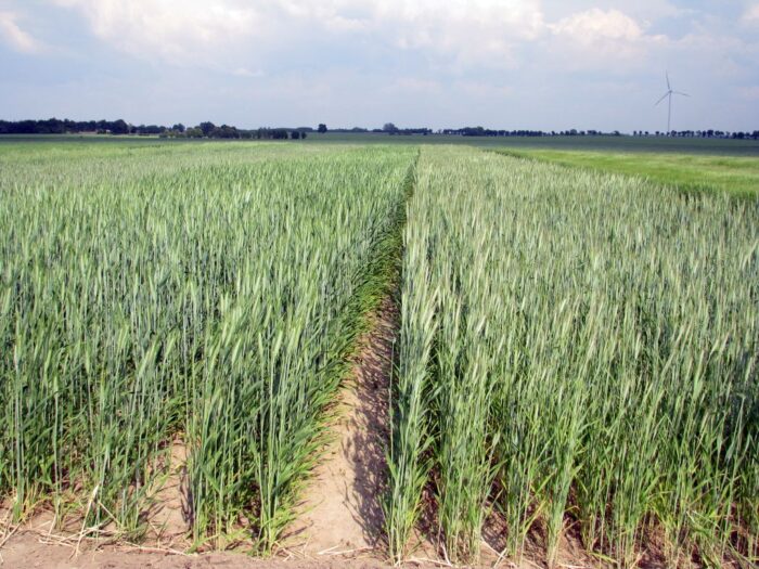 produkcja zbóż, pszenica, zboża paszowe