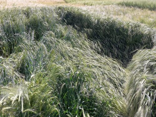 produkcja zbóż, pszenica, zboża paszowe