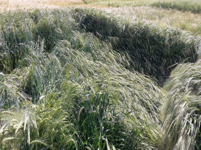 produkcja zbóż, pszenica, zboża paszowe