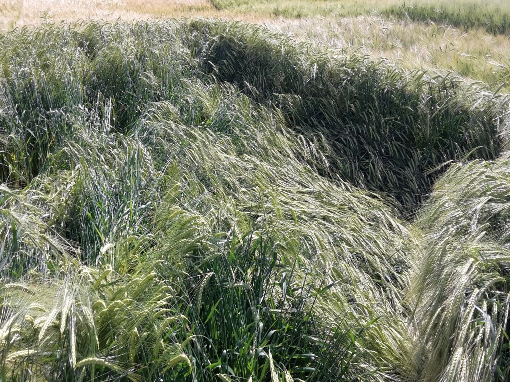 produkcja zbóż, pszenica, zboża paszowe