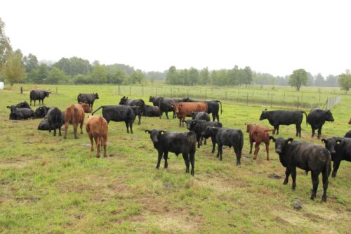 Porozumienie UE-USA, handel artykułami rolnymi, janusz wojciechowsk, brexit