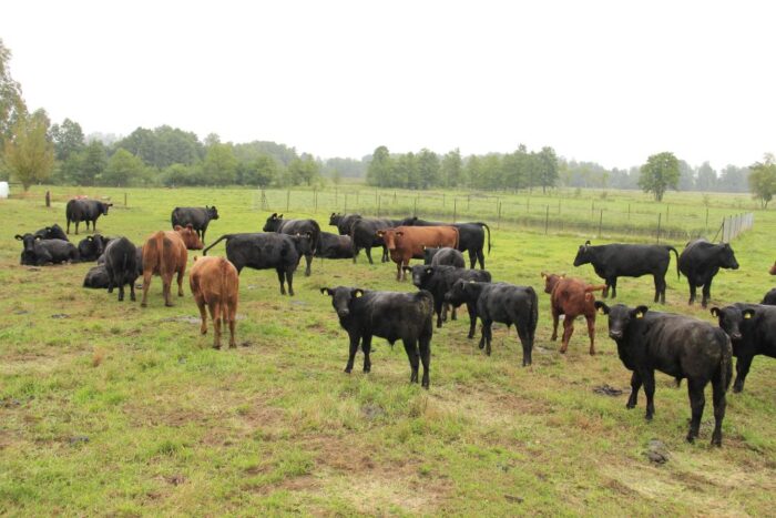 Porozumienie UE-USA, handel artykułami rolnymi, janusz wojciechowsk, brexit