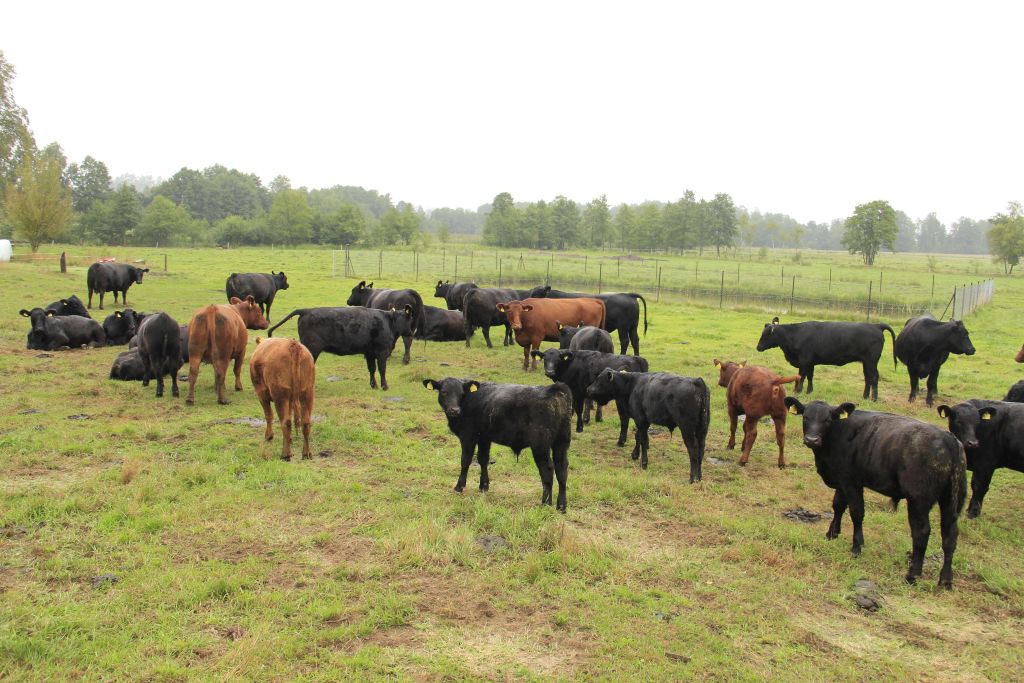 Porozumienie UE-USA, handel artykułami rolnymi, janusz wojciechowsk, brexit