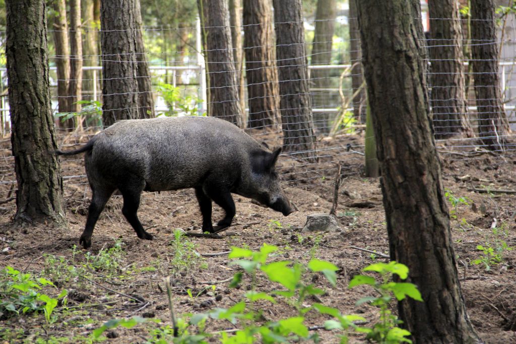 ASF, przypadki choroby w Niemczech, ceny wieprzowiny, tuczniki, żywiec wieprzowy,