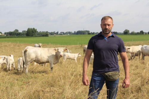 charolaise, bydło mięsne, produkcja odsadków, opas, mamki, wołowina