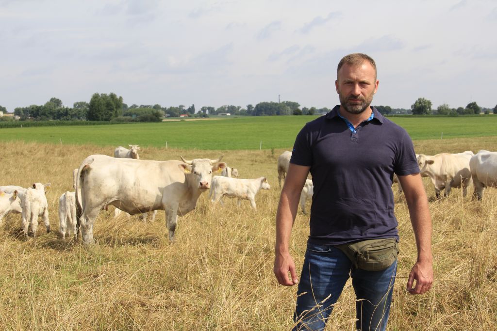 charolaise, bydło mięsne, produkcja odsadków, opas, mamki, wołowina