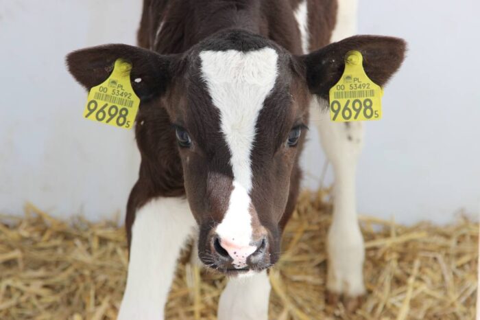 hodowla, nadzór nad rozrodem zwierząt gospodarskich, ocena genetyczna