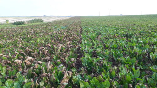 buraki, pole, Sahryń, chwościk buraka