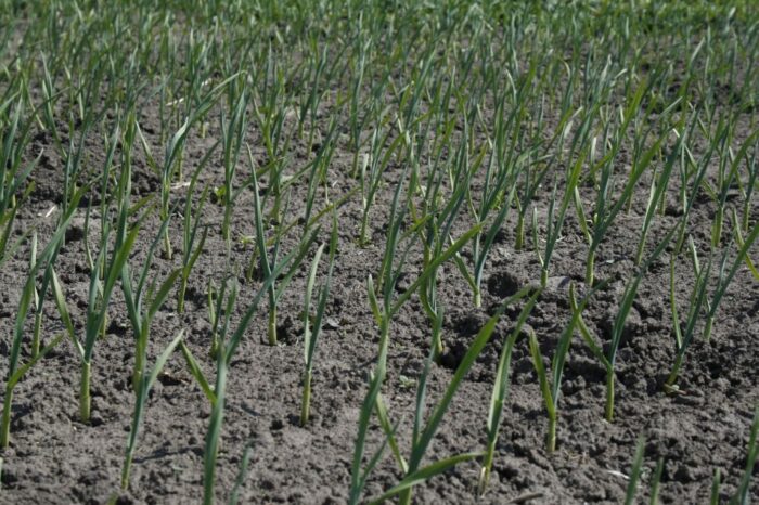 uprawa czosnku, gmina Rudnik, Paweł Surowiecki, Krzysztof Stecko